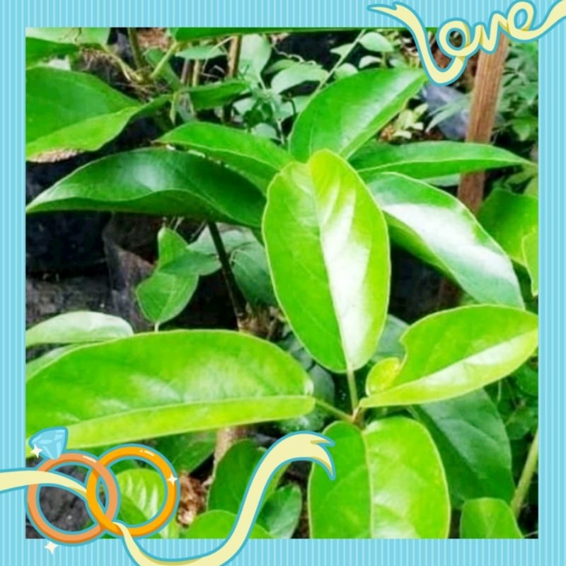 Tanaman cincau hijau/Bibit tanaman herbal cincau hijau/Tanaman herbal cincau hijau