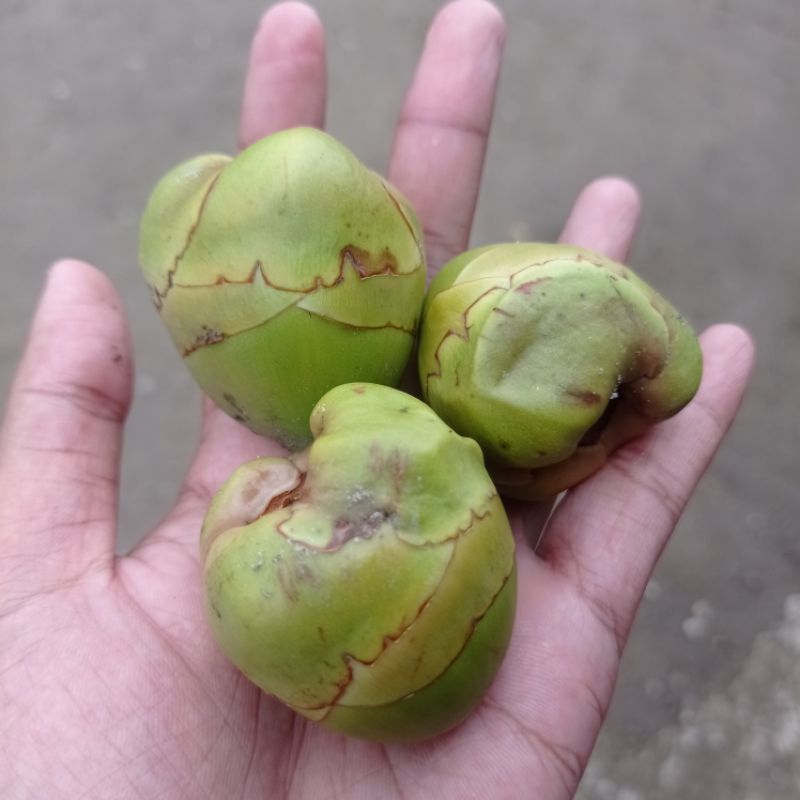 

Mumbang kelapa | Beluluk kelapa | Putik kelapa | Kelapa kecil 5 buah