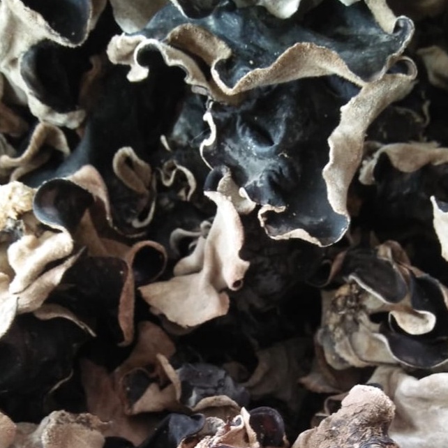 

Ekslusif disini Jamur Kuping Kering 1 Gram Kualitas Super Grade A