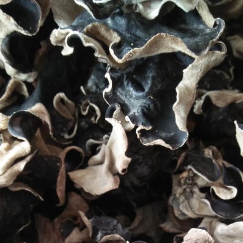 

Restock jamur kuping kering jamur hitam kering 1gr