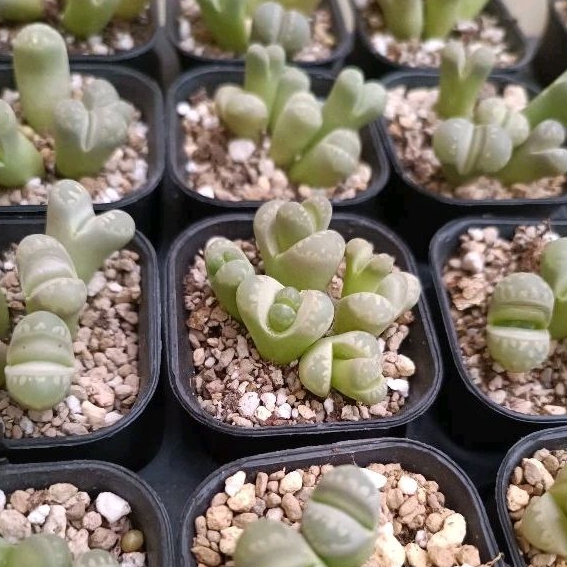 Lithops