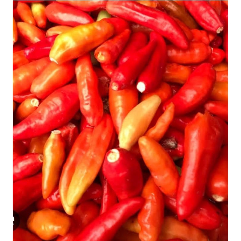 

lombok petik / lombok kecil / pampang online