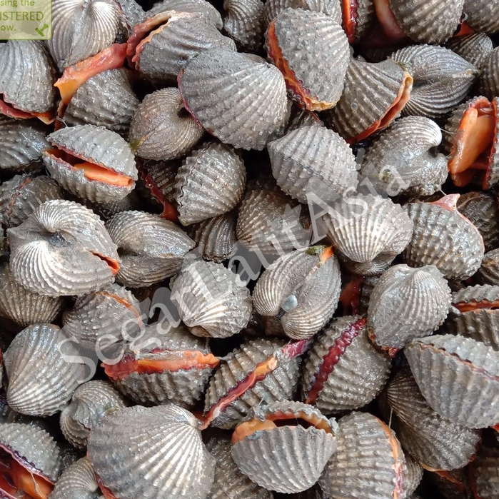 

Kerang Dara Segar Kerang Dara 1Kg