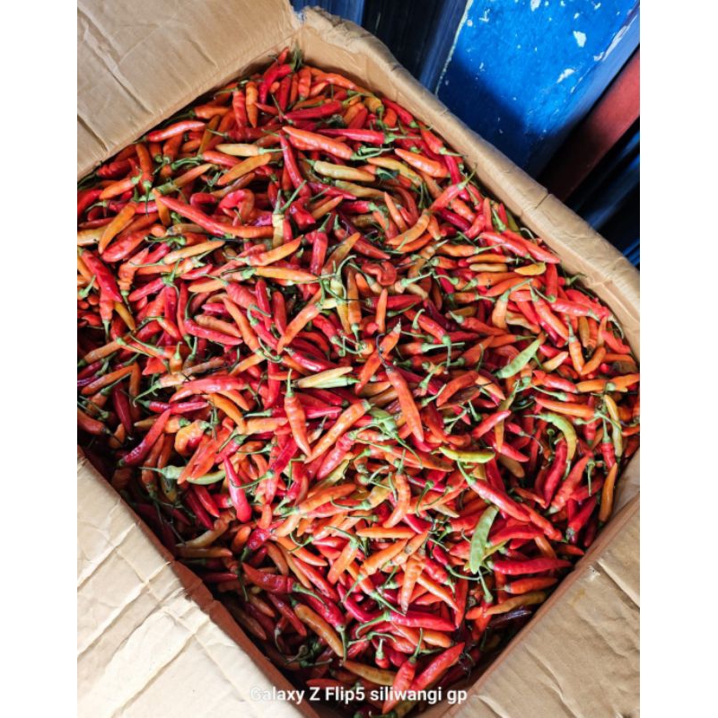 

cabe rawit setan ori 1kg