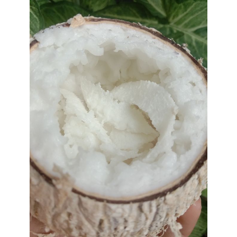 

Kelapa Kopyor Kecil
