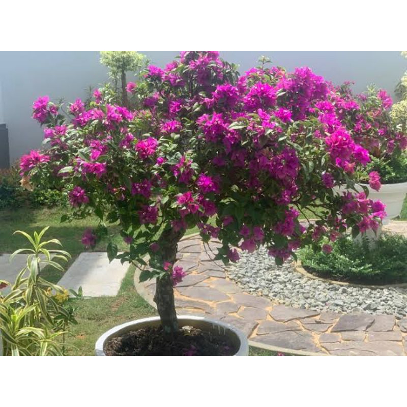 bunga bougenville random batang besar