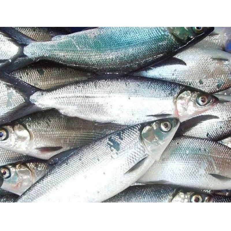 

perpaket ikan bolu / ikn bandeng / pampang online