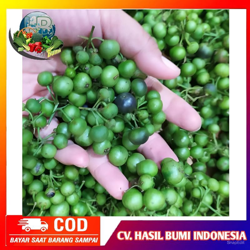 

sayuran lenca segar organik 100gram untuk lalapan