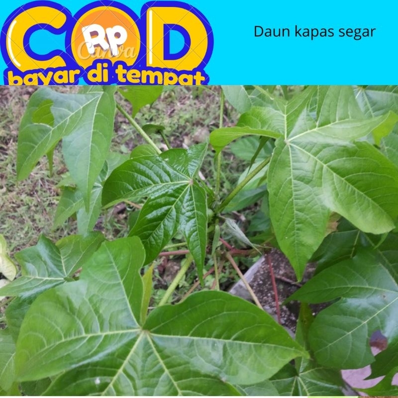 

Daun kapas segar di petik saat di pesan perlembar