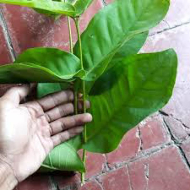 

daun jambu air segar 500grm