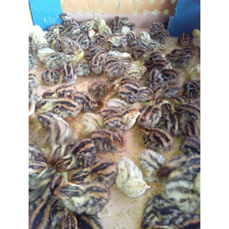 Doq Puyuh Jantan Super Vaksin Beli 15 Gratis 1.