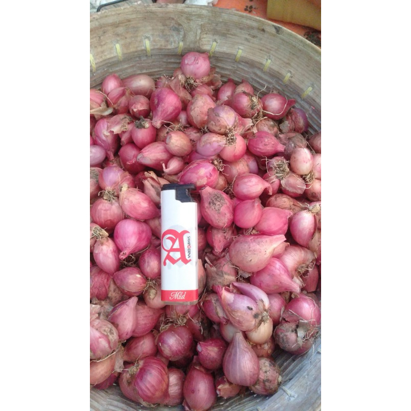 

JATIM BAWANG MERAH PUTIH