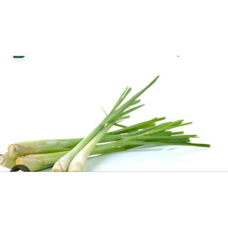 

serei / sere / pampang online