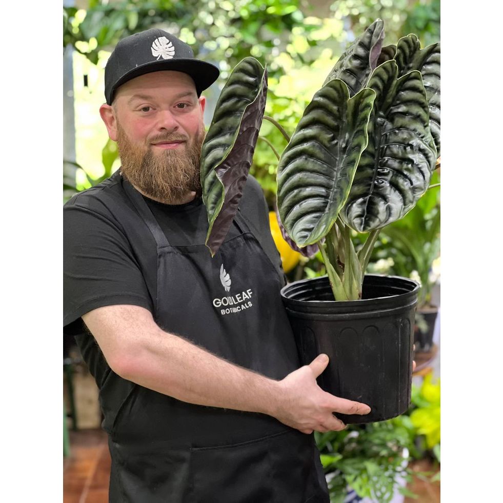 Tanaman hias alocasia cuprea / keladi tengkorak / Alocasia tengkorak