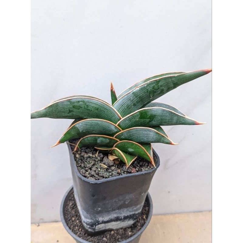 Sansevieria Rorida Perfom Cakep