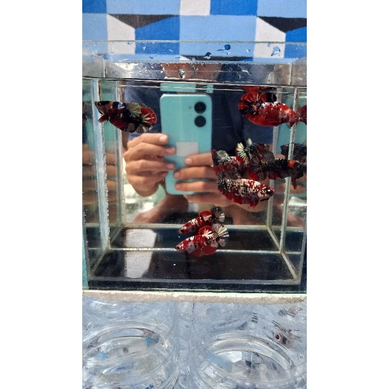 KODE H39R cupang RKC red koi cooper Top Greget 1 pasang