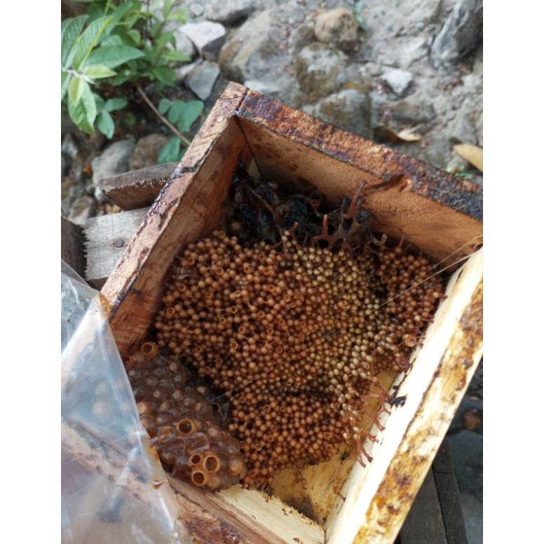 KODE V82D Lebah klanceng leavicep SUPER STUP BESAR stup bersekat tengah klanceng kele kele  kelulut 