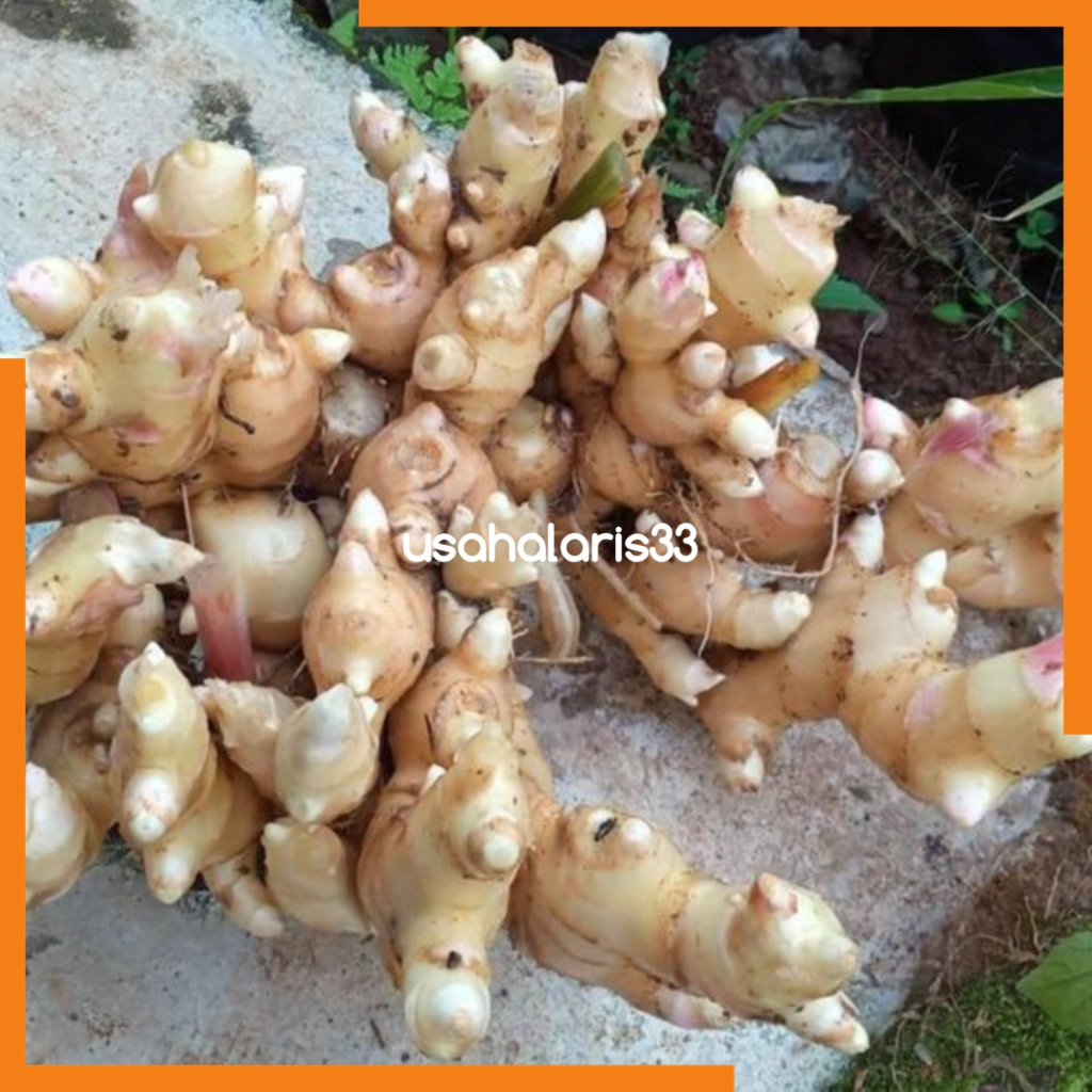 

Jahe Gajah Jahe Putih 500 gram