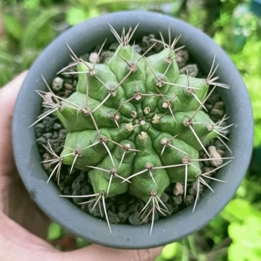 Tanaman Kaktus Gymno Miha Orange