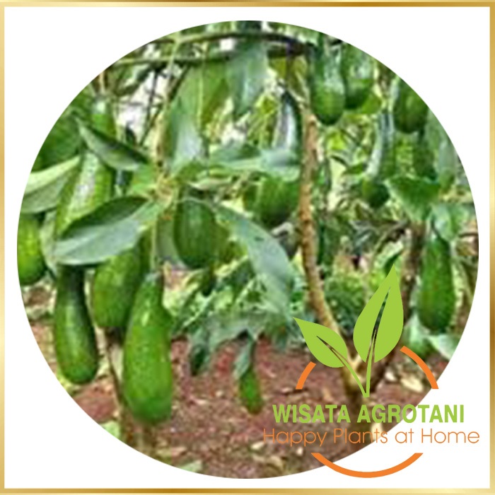 Paket 5 Bibit Alpukat Aligator Okulasi/ Alpukat Markus Okulasi/ Alpukat Miki Okulasi (Isi 3 Jenis)