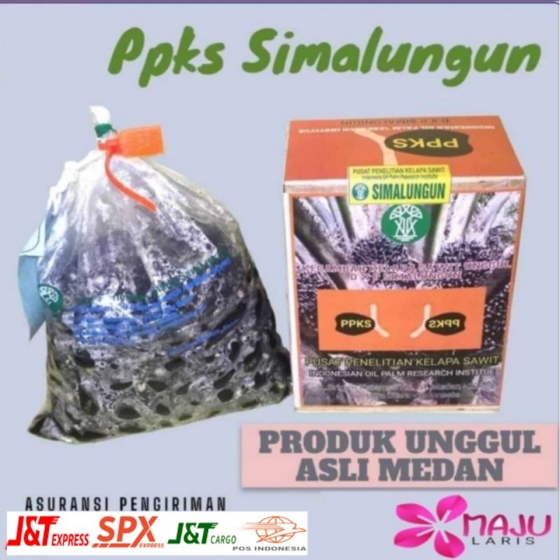 BENIH SAWIT DXP SIMALUNGUN UNGGUL BERSERTIFIKAT