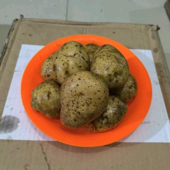 

KENTANG DIENG UKURAN NO 2
