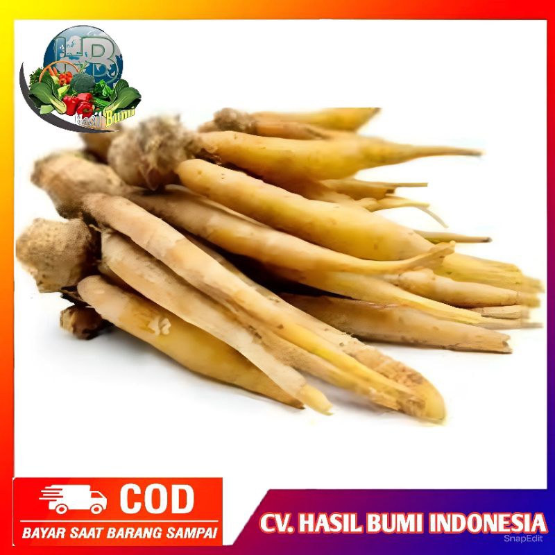 

Temu kunci segar organik 100gram