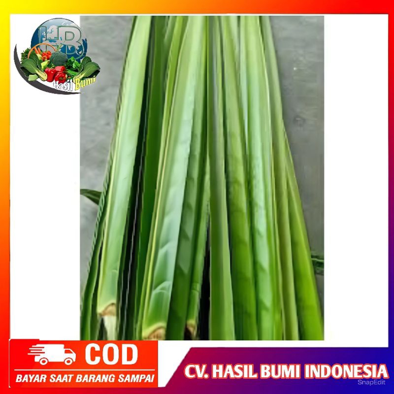 

Daun kelapa hijau segar media bungkus gula aren harga per pcs daun