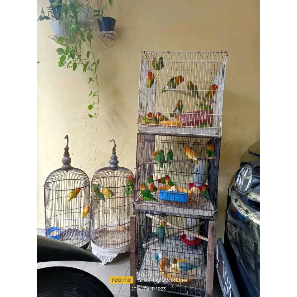 Burung Lovebird pasjo josan satuan jantan dan betina