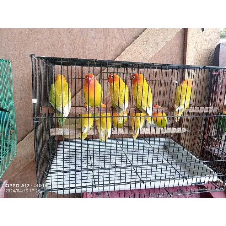 Burung lovebird paskun pastel kuning sepasang jantan betina readyi