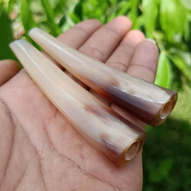 Once Pipa Tanduk Kerbau Bule