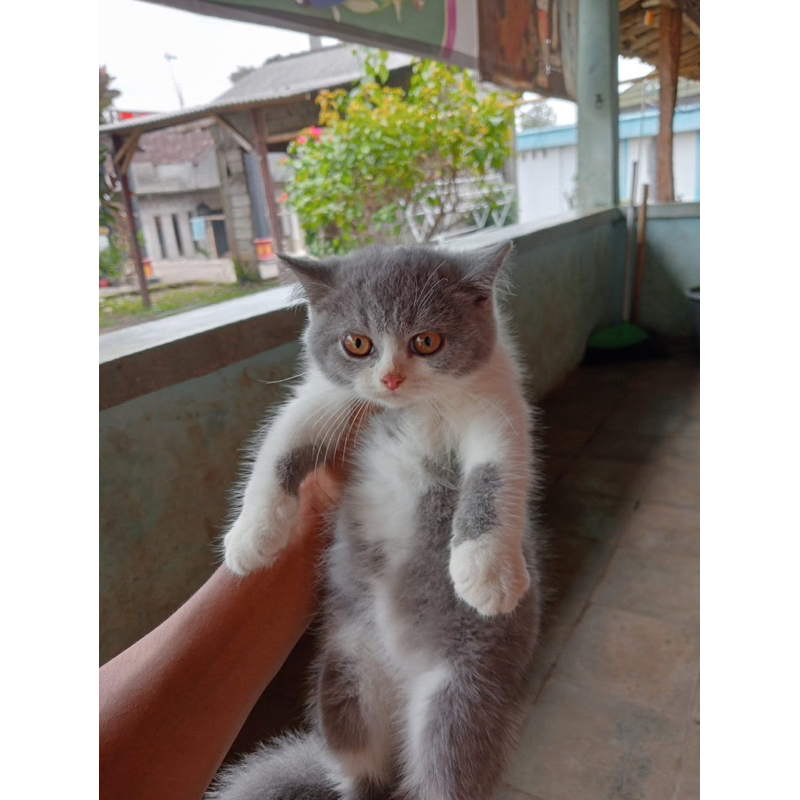 kitten BSH brittish short hair bicolor