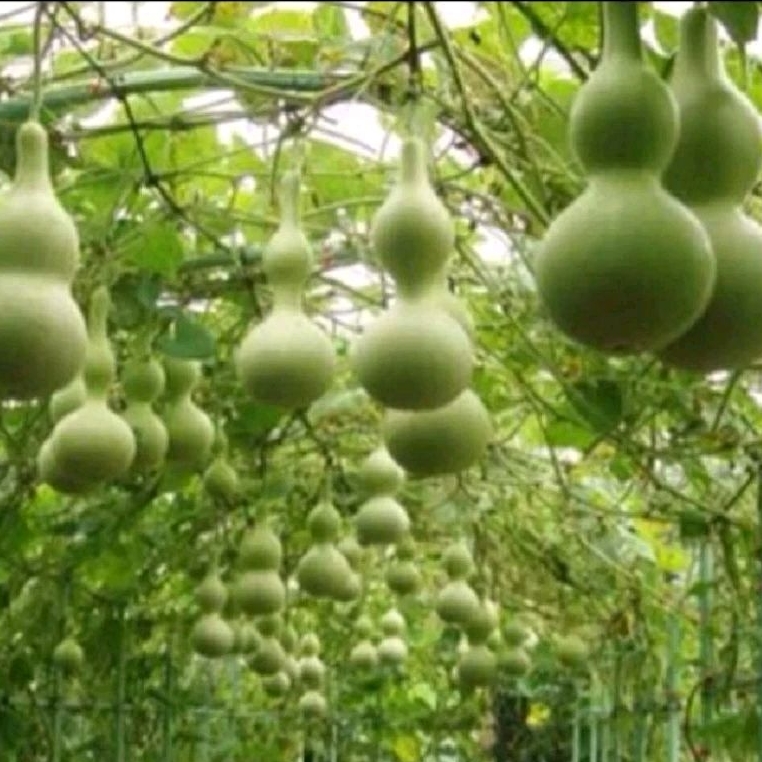 4 Bibit benih/biji labu botol labu air