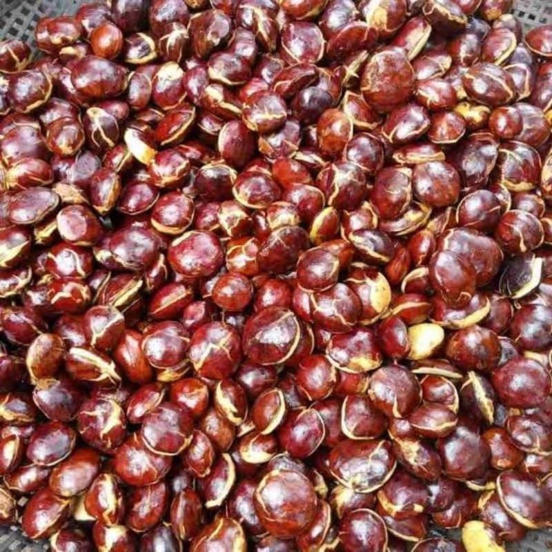 

Jengkol kemasan 1kg fresh