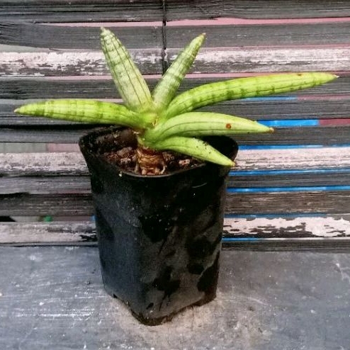 Tanaman Hias Sansevieria Boncel Variegata