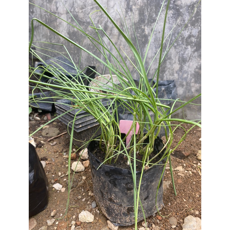 

Daun bawang siap tanam