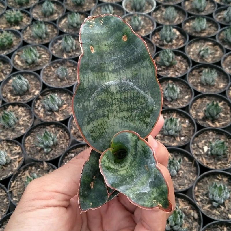 Sansivera kirki silver blue dwarf/lidah mertua/indoorplant