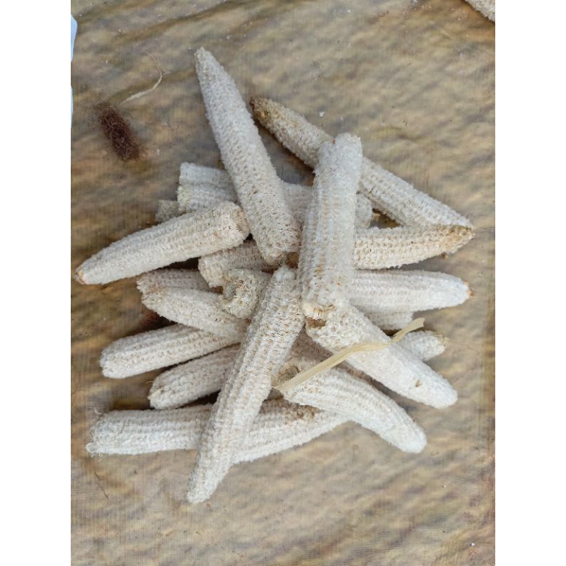 

bonggol jagung, tongkol jagung, batang jagung /1Kg 25-30 batang