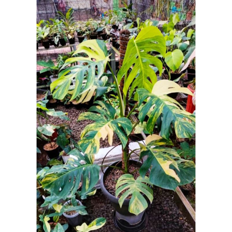 Paket  3 Tanaman Hias Varigata ( Monstera King Varigata, Homalomena Varigata dan Kabel Busi Varigata