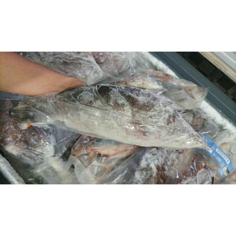 

Ikan kakap putih 500gr