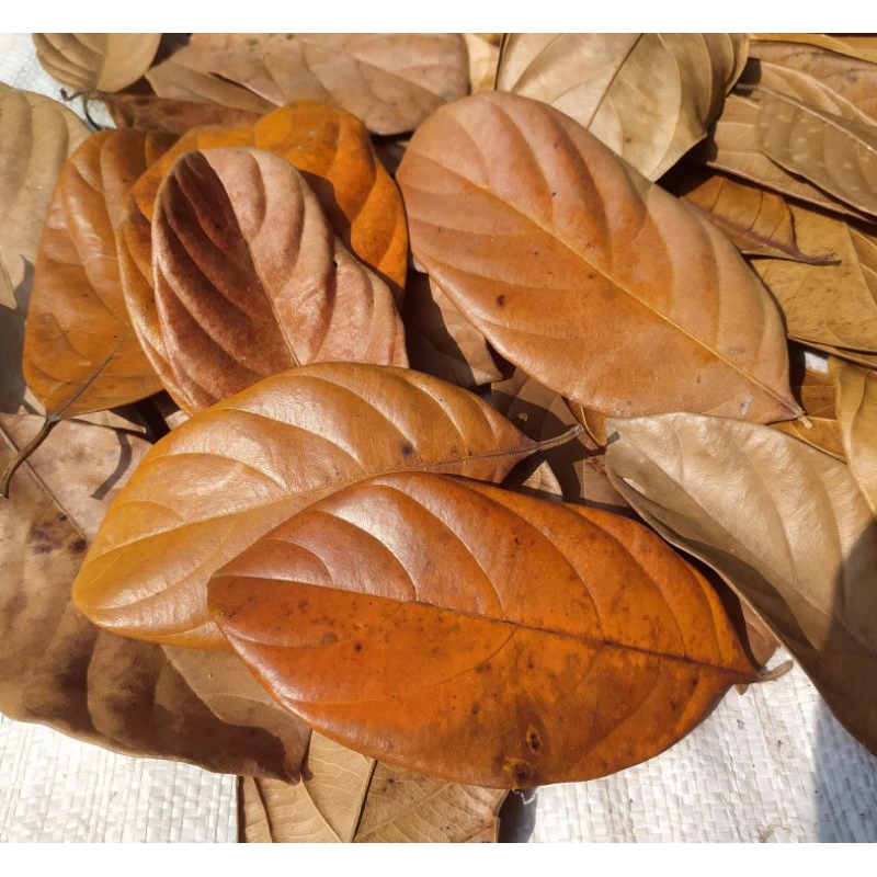 Daun Kering Daun Nangka kering Daun bahan kerajinan Prakarya Kolase