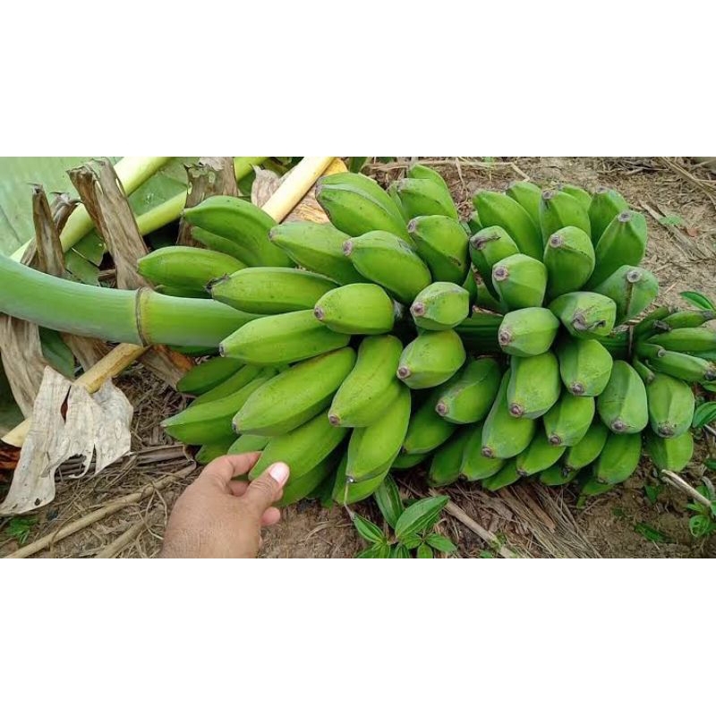 bibit pisang raja asli | pisang rojo sajen | pisang raja sajen | bibit pisang raja/rojo | bibit berk