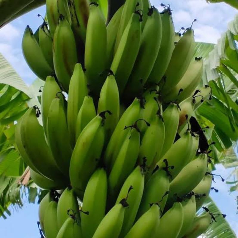 bibit pisang ambon | pisang ambon | bibit siap tanam