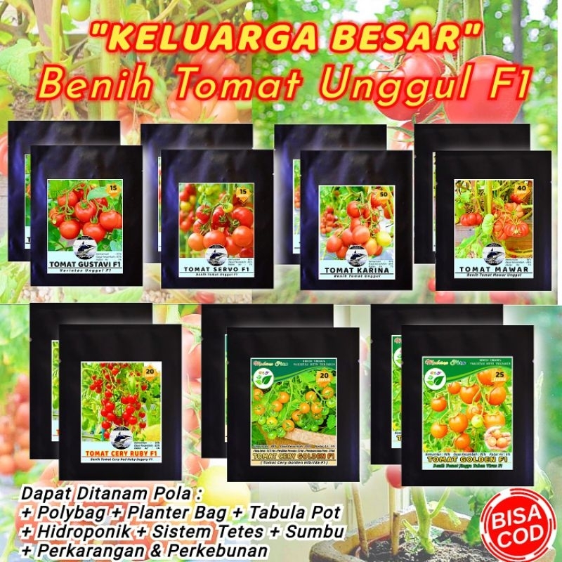 BENIH TOMAT UNGGUL F1 / TOMAT CERY/TOMAT MAWAR/TOMAT SERVO/TOMAT KARINA/TOMAT GUSTAVI