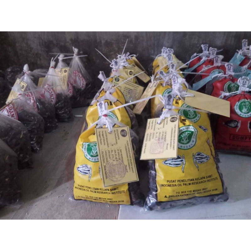 Bibit kecambah Sawit Ppks DxP Marihat