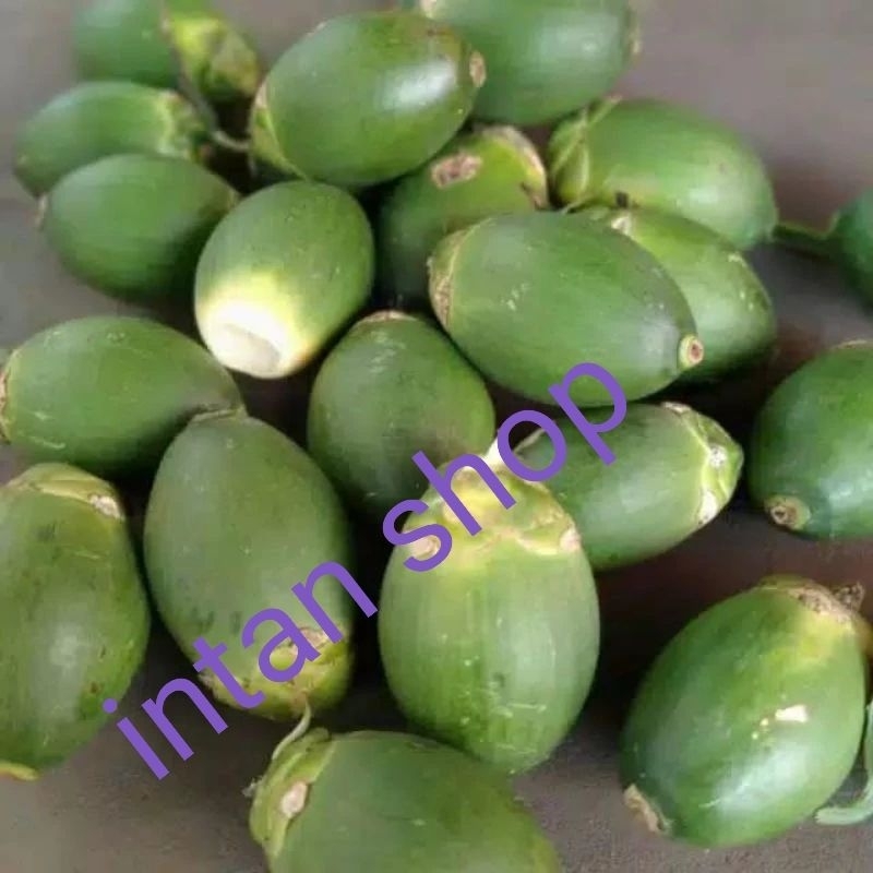 

buah pinang muda 1000 gr buah herbal alami prkasa...