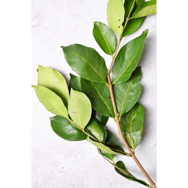 

Daun Salam Segar per Pack
