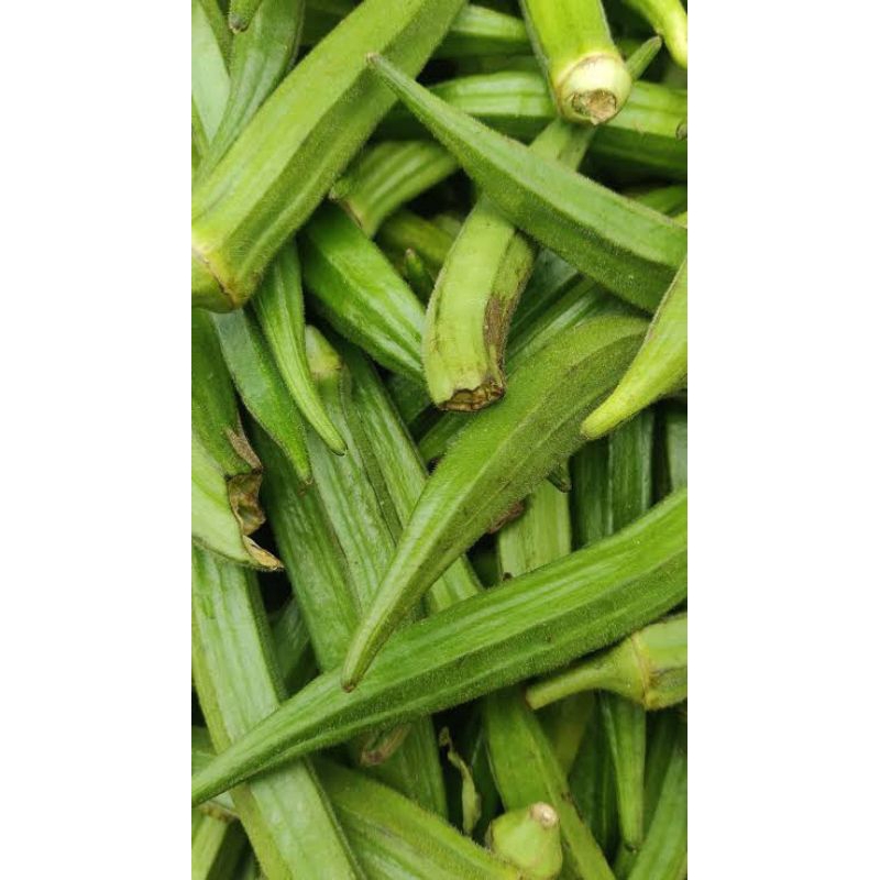 

Okra Segar alamia
