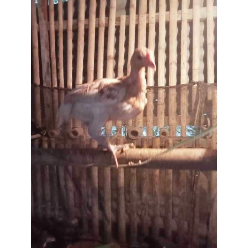 Ayam Kampung Muda Betina Calon Indukan