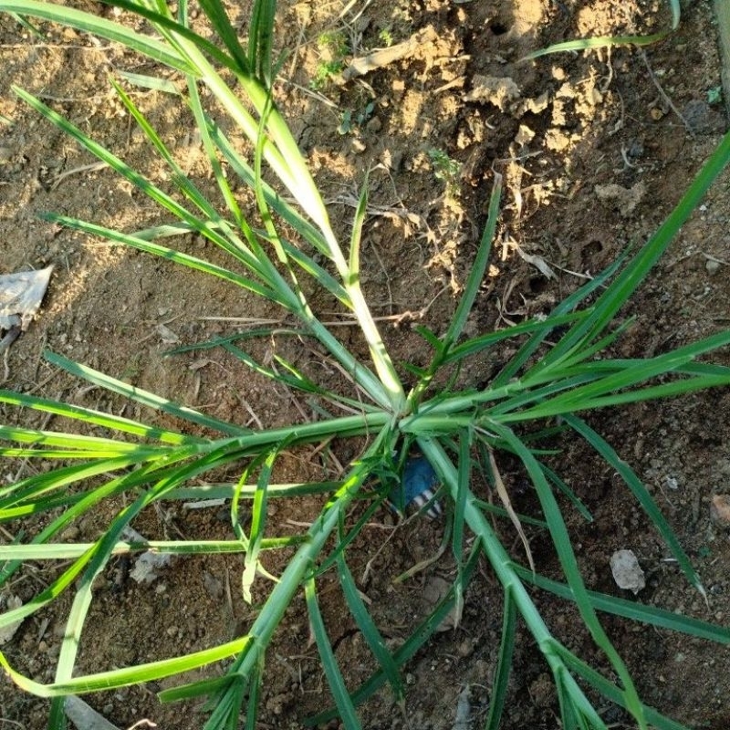 

100g Rumput Belulang segar beserta akar/Rumput jampang